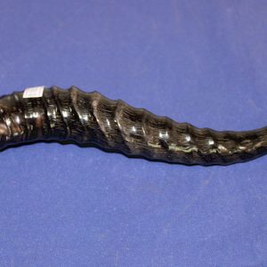Spring Buck Bottle Opener