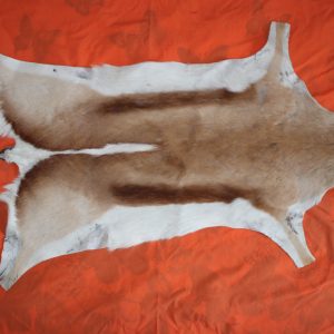 Springbok Skin
