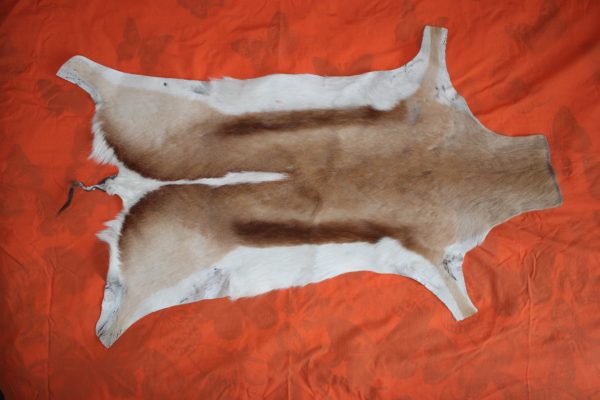 Springbok Skin